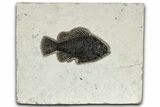 Detailed Fossil Fish (Cockerellites) - Wyoming #327873-1